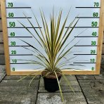 Kordylína austrálska (Cordyline australis) ´TORBAY DAZZLER´ - výška 20-30 cm, kont. C3L (-12°C)
